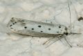 Ethmia terminella